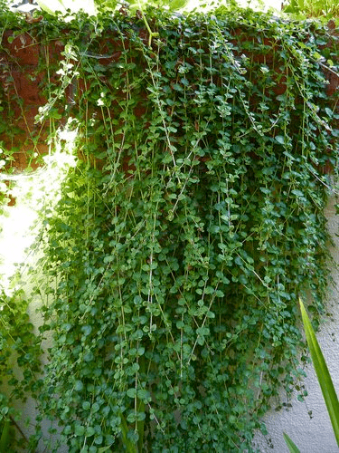 Des images de diff�rentes plantes